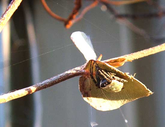 
 Araneus bradleyi retreat